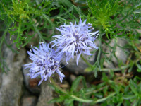 /album/fotogalerie-nabidka/jasione-crispa-amethystina-jpg/